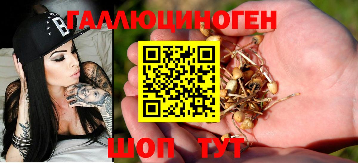 Галлюциногенные грибы Psilocybe Краснокаменск